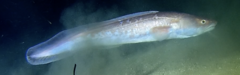 Pink Cusk-Eel photo 2