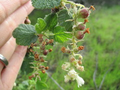 Ribes indecorum
