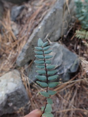 Pellaea bridgesii image