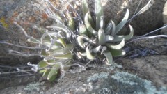 Dudleya abramsii abramsii