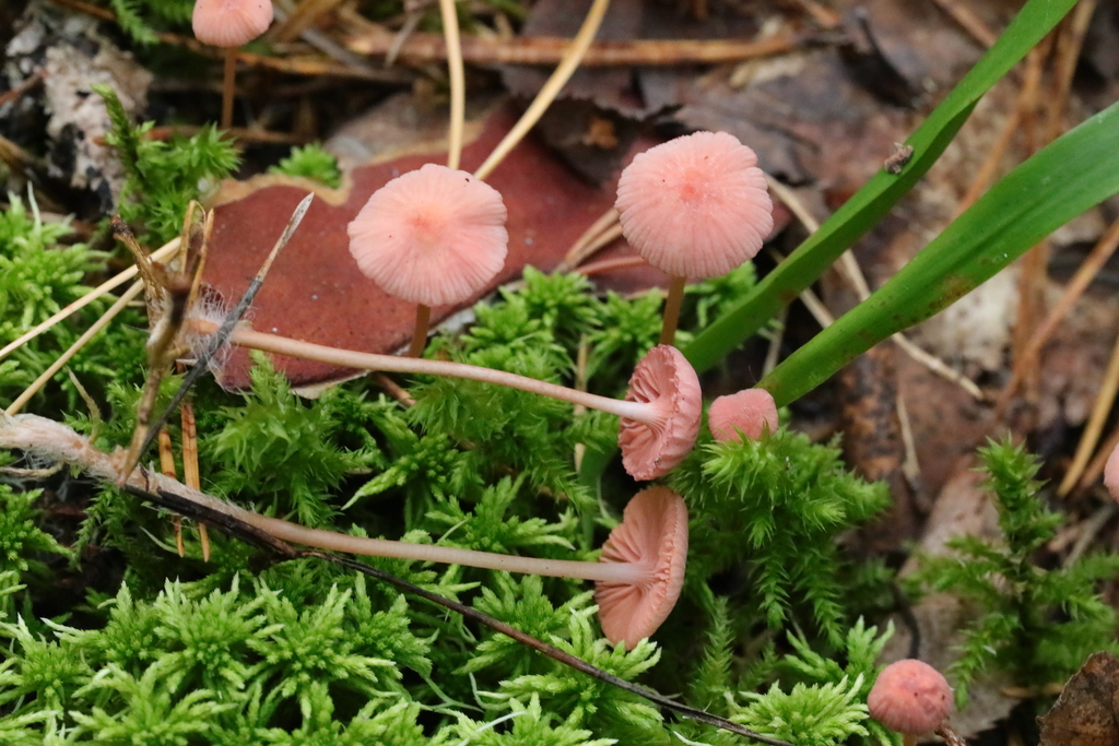pink bonnet