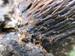 Solenopsis geminata