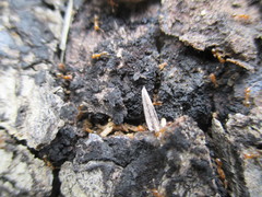 Solenopsis geminata