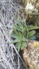 Dudleya abramsii abramsii