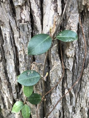 Trachelospermum