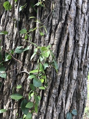 Trachelospermum