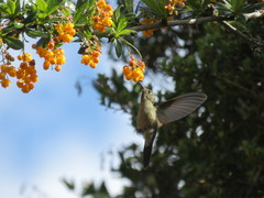 Chalcostigma heteropogon