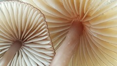 Mycena bulliformis