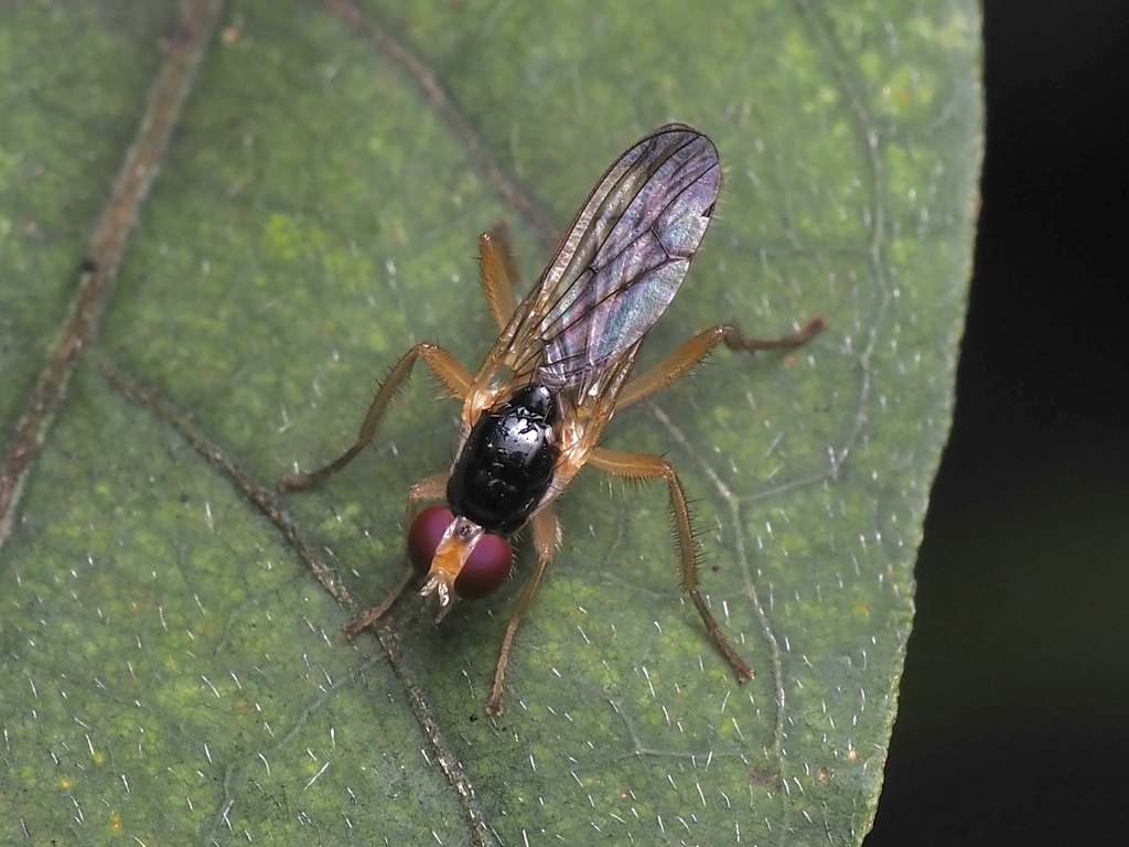 Cordilura from Wistar Rd, Villanova, PA, US on September 29, 2023 at 10