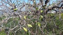 Quercus pubescens