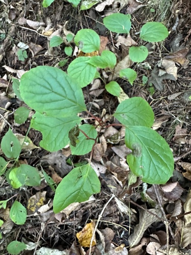 Schisandra chinensis