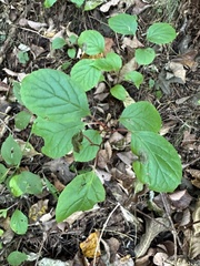 Schisandra chinensis