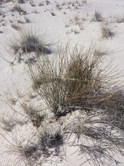 Ephedra torreyana