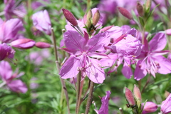 Chamaenerion colchicum