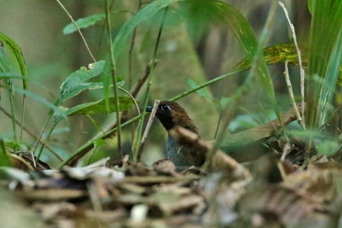 Formicarius analis
