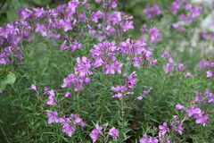 Chamaenerion colchicum