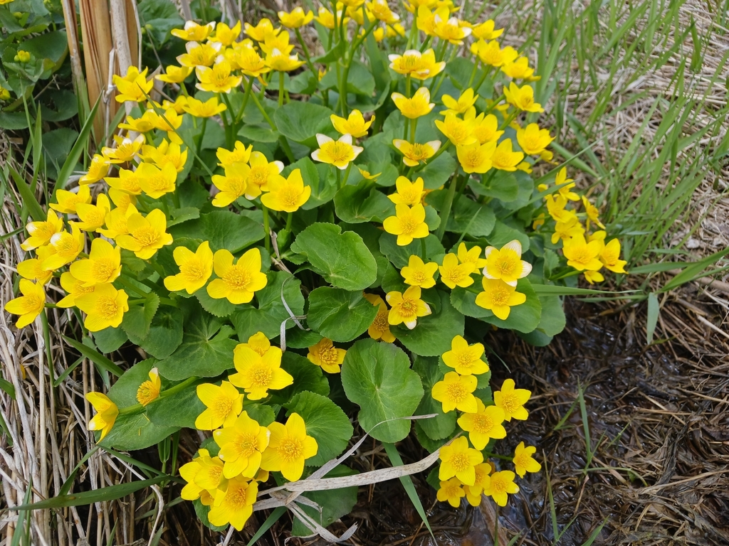 Caltha palustris