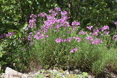 Chamaenerion colchicum