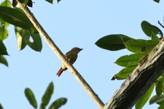 Pachyramphus cinnamomeus