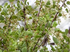 Ribes indecorum