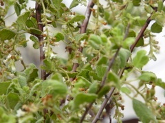 Ribes indecorum