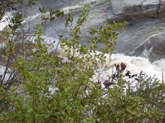 Ribes indecorum