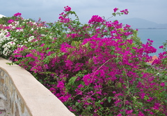 Bougainvillea