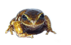 Pristimantis elegans