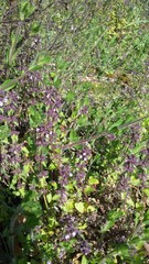 Lamiaceae