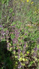 Lamiaceae