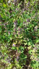 Lamiaceae