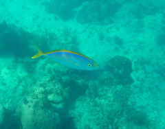 Caranx bartholomaei
