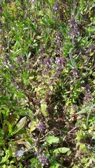 Lamiaceae