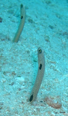 Heteroconger hassi