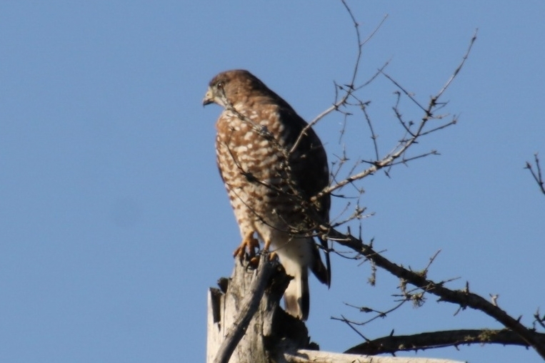 Broadwinged Hawk from Echo Bay, ON P0S 1C0, Canada on September 15