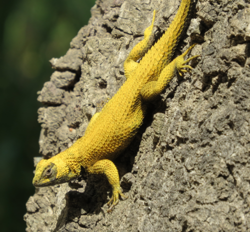 Western Fence Lizard, Black Star Canyon Hike, photo 6 of 10