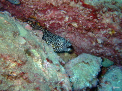 Enchelycore pardalis