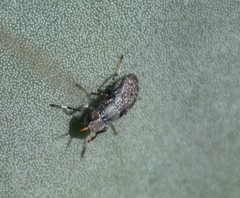 Stictomyia longicornis