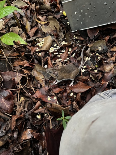 Cotton Mouse