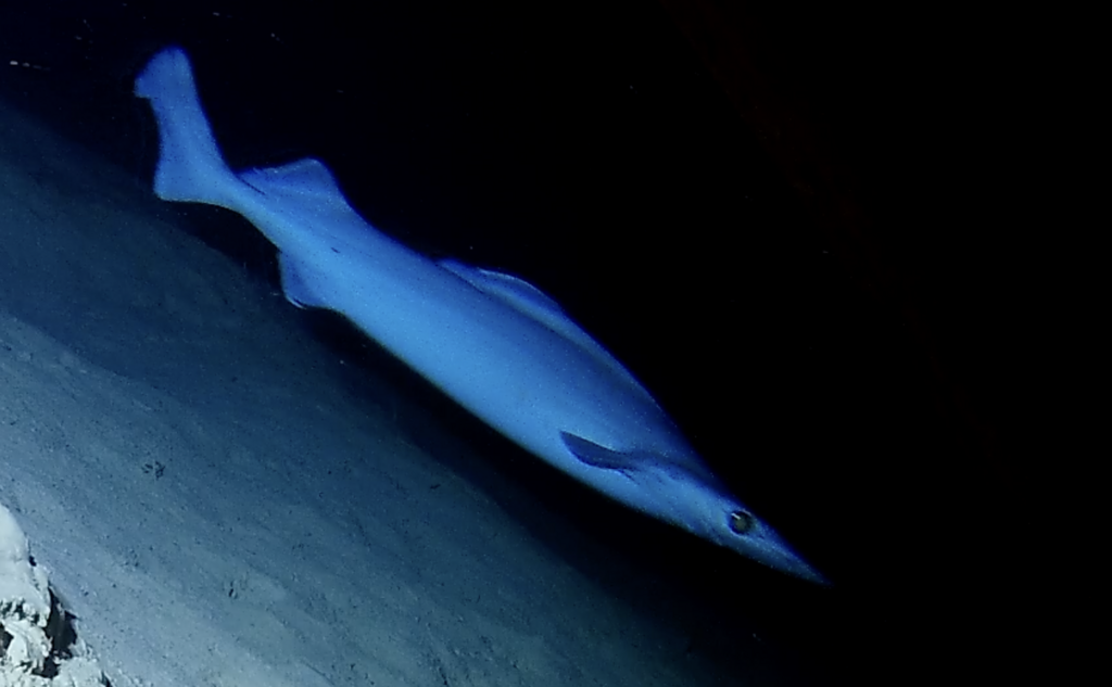 Birdbeak Dogfish (Deania calceus) Marine Life Identification