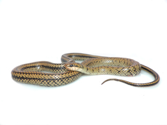 Erythrolamprus epinephalus