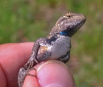 Sceloporus consobrinus