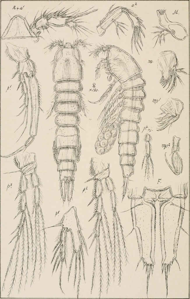 Laophontopsidae