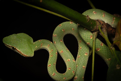 Wagler's Palm Viper photo 2