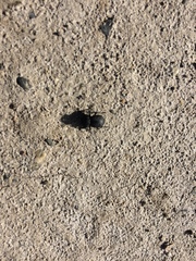 Microschatia inaequalis