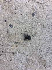 Microschatia inaequalis