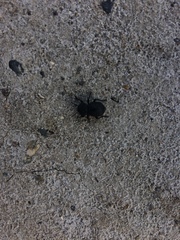 Microschatia inaequalis