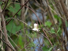 Clematis crispa