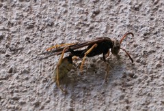 Mischocyttarus navajo