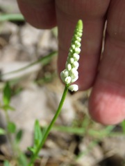 Polygala boykinii